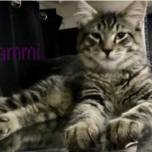 Lost Cat Sammi
