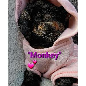 Image of .Monkey, Lost Cat