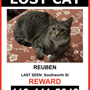 Lost Cat Reuben