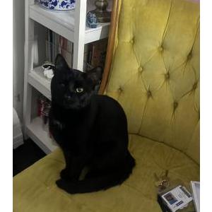 Image of Kylo, Lost Cat