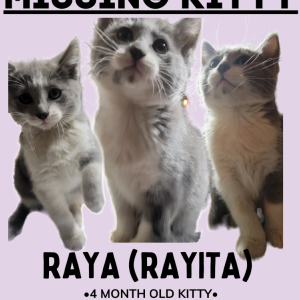 Lost Cat Raya (Rayita)