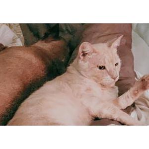 Image of Keanu, Lost Cat