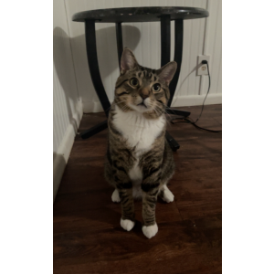 Lost Cat Ms kitty