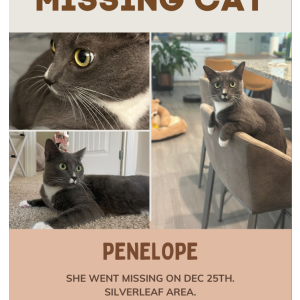 Lost Cat Penelope