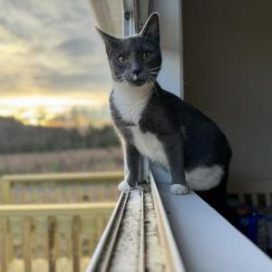 Image of Maple, Lost Cat