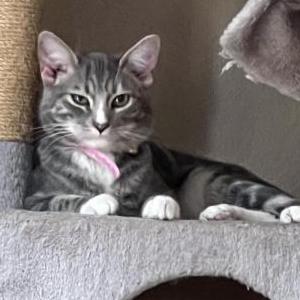 Image of Pebbles, Lost Cat