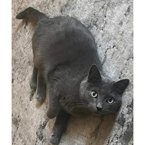 Image of Loney - Scratchy, Lost Cat