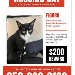 Lost Cat Figaro