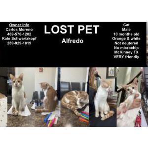 Lost Cat Alfredo