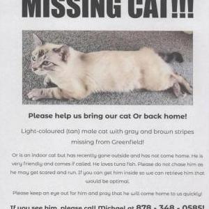Image of Or, Lost Cat