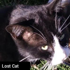 Lost Cat Whiskers