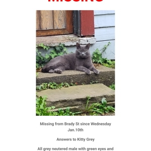 Lost Cat Kitty Grey
