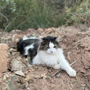 Image of Fiona Marie, Lost Cat
