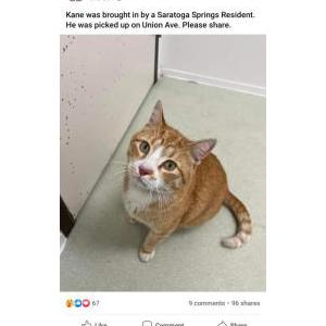 Image of Kane, Lost Cat