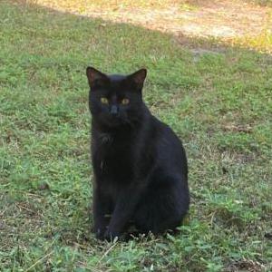 Image of Charleston, Lost Cat