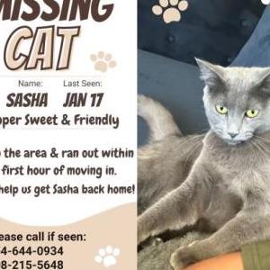 Lost Cat Sasha