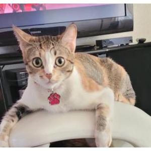 Image of Kitty Cuco, Lost Cat