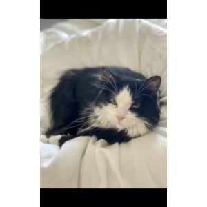 Image of Suki, Lost Cat
