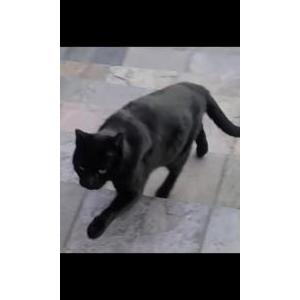 2nd Image of Pookie, Lost Cat