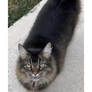 Image of Tammie, Lost Cat