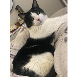 Lost Cat Kylie Downey-Hutton