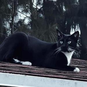 Lost Cat Blacki