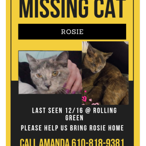 Lost Cat Rosie