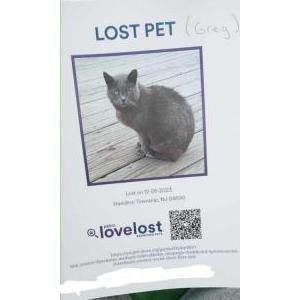 Lost Cat Greg