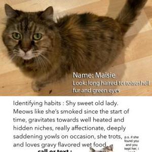 Lost Cat Maisie