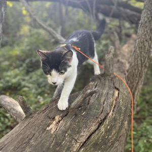 Lost Cat Cheese