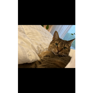 Image of Ms. kitty, Lost Cat
