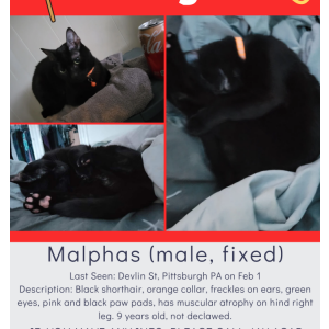 Image of Malphas, Lost Cat