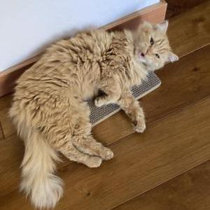 Image of Milton, Lost Cat