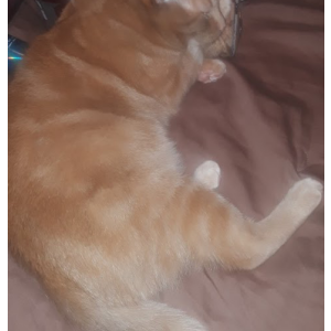2nd Image of Tigger, Lost Cat