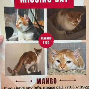 Lost Cat Mango