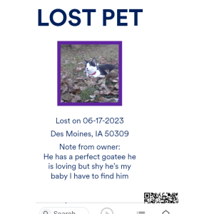 Lost Cat Dog