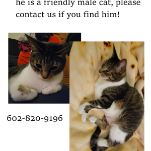 Lost Cat Boots