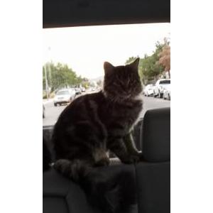 Lost Cat Tophy