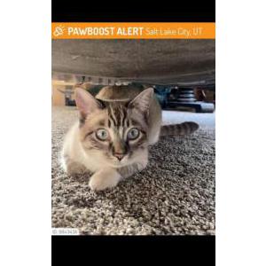 Image of Lil one, Lost Cat