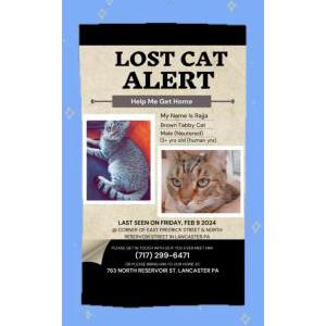 Lost Cat Rajja