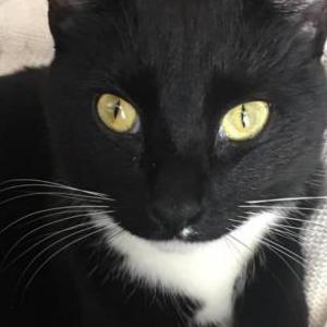 Image of Rory, Lost Cat