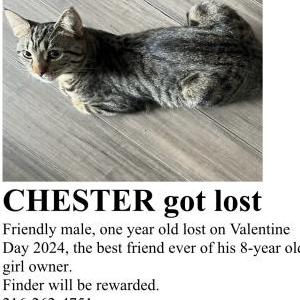 Lost Cat Chester