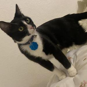 Image of Salem/Cleo, Lost Cat