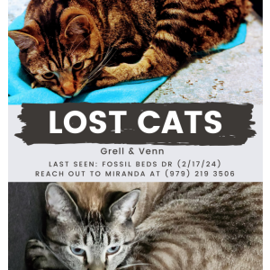 Lost Cat Venn & Grell
