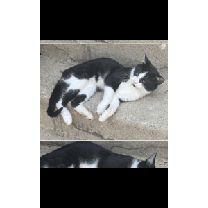 Image of Black Soxs, Lost Cat