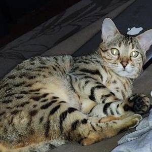 Lost Cat Safira