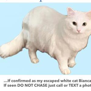 Lost Cat Bianca