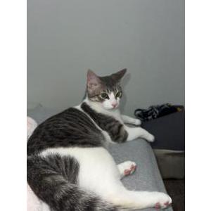 Image of Emmy, Lost Cat
