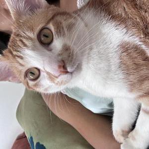 Image of Applejuice (Aj), Lost Cat