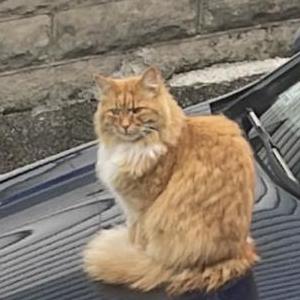 Lost Cat Henry
